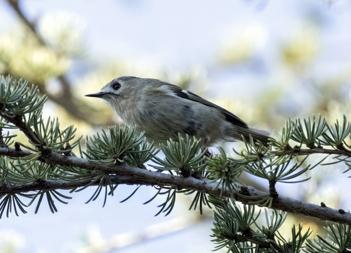 Goldcrest - ML646000297
