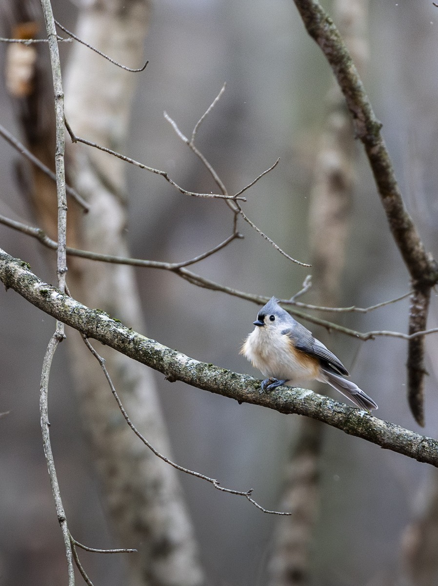 Tufted Titmouse - ML646000299