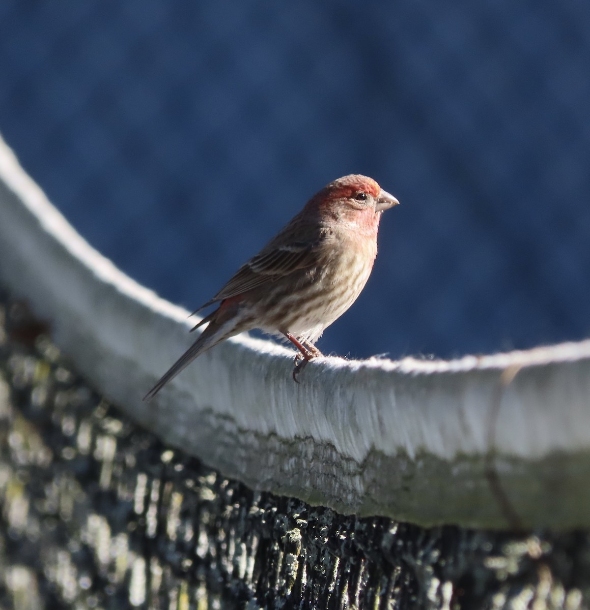 House Finch - ML646000303