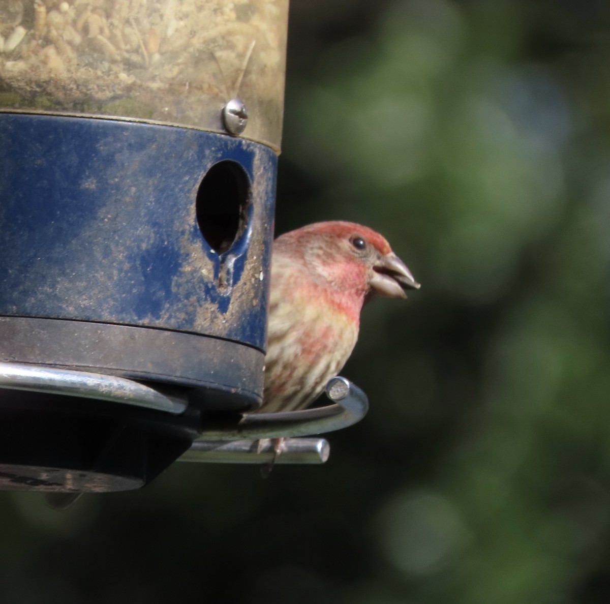 House Finch - ML646000304