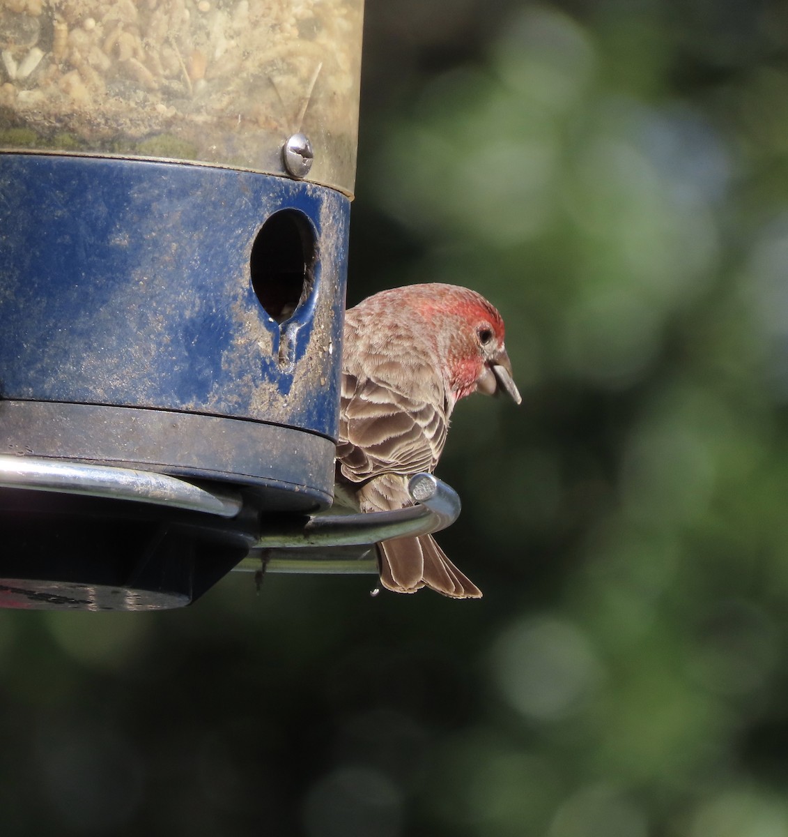 House Finch - ML646000305