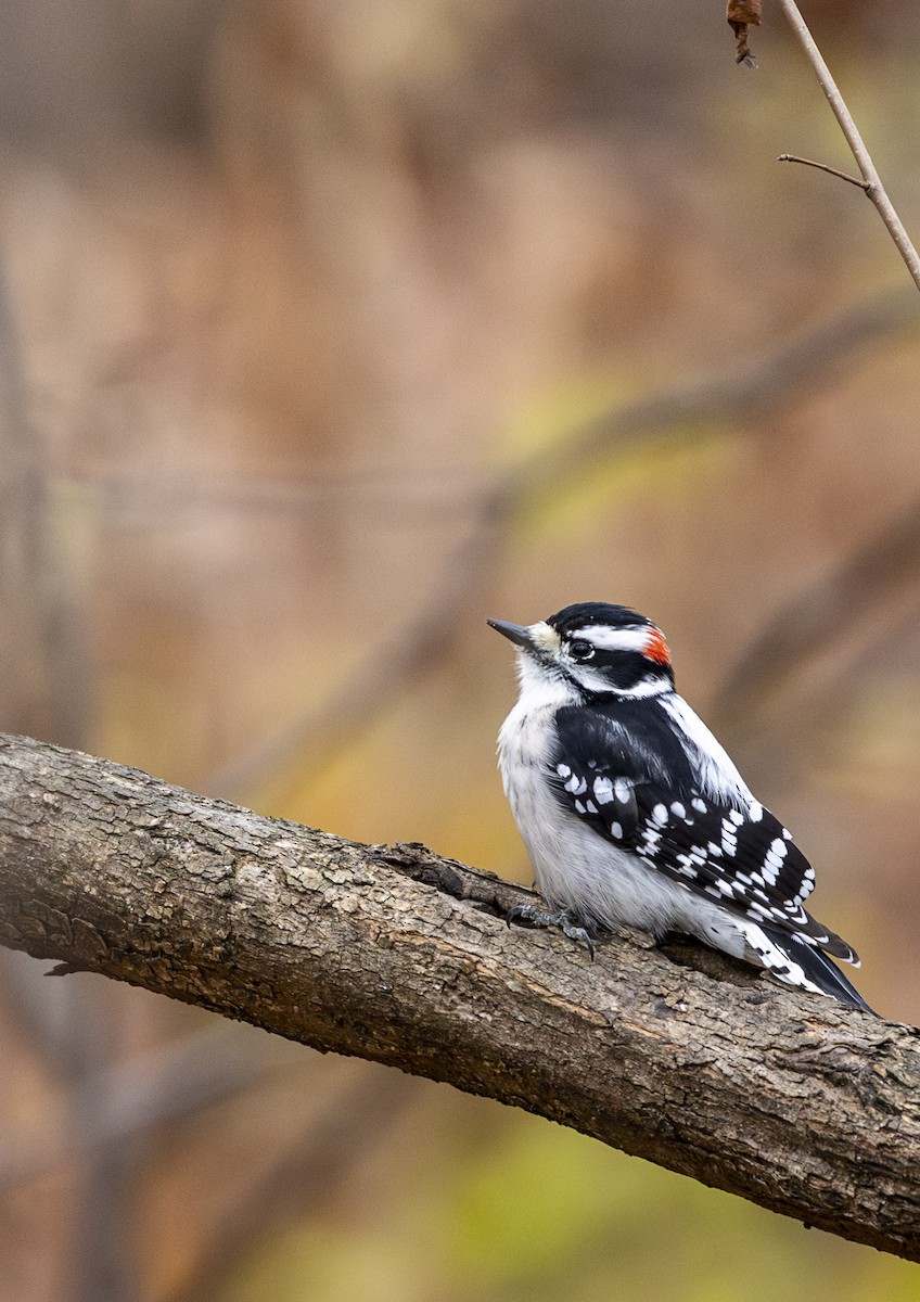Downy Woodpecker - ML646000306