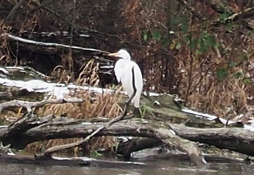 Great Egret - ML646000319
