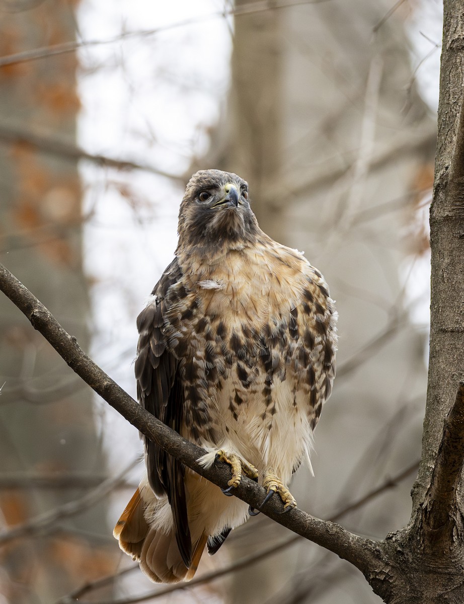 Red-tailed Hawk - ML646000320