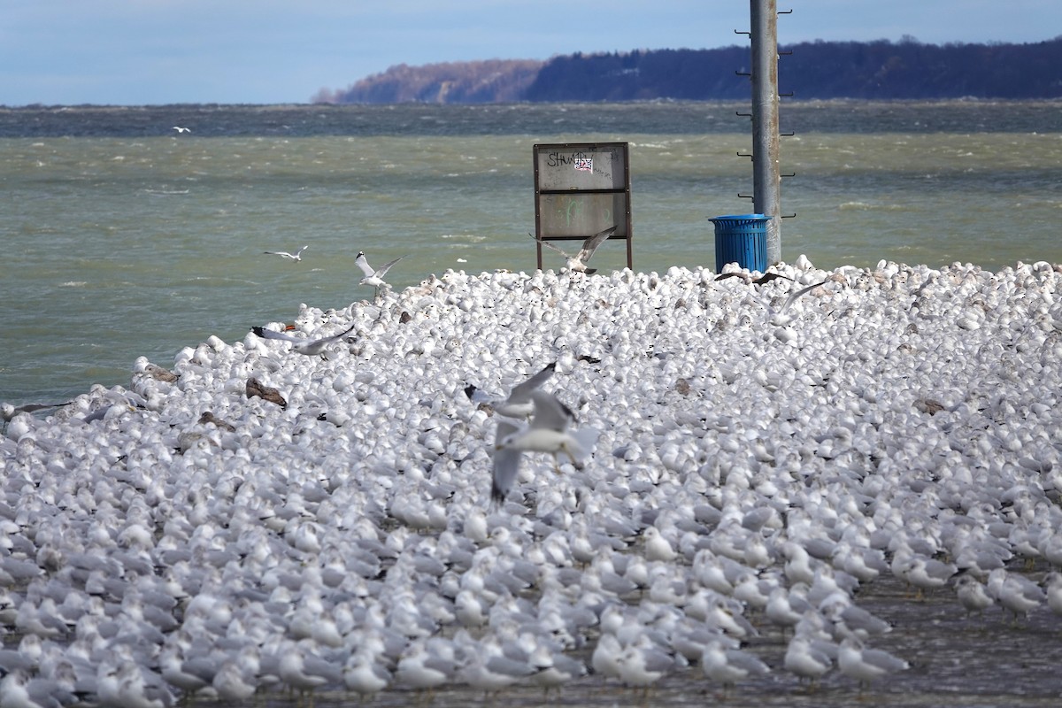 Brown Pelican - ML646000324