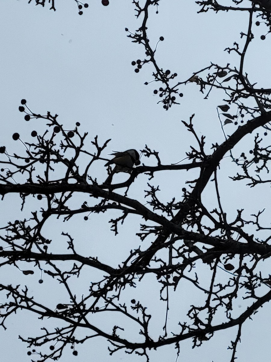Black-capped Chickadee - ML646000327