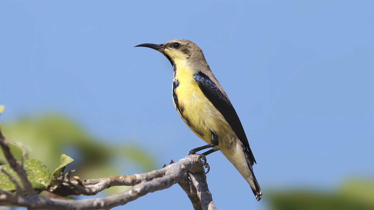 Purple Sunbird - ML646000337