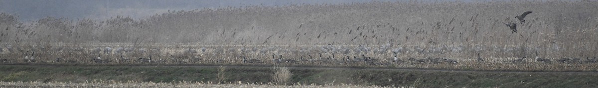 Sandhill Crane (Greater) - ML646000338