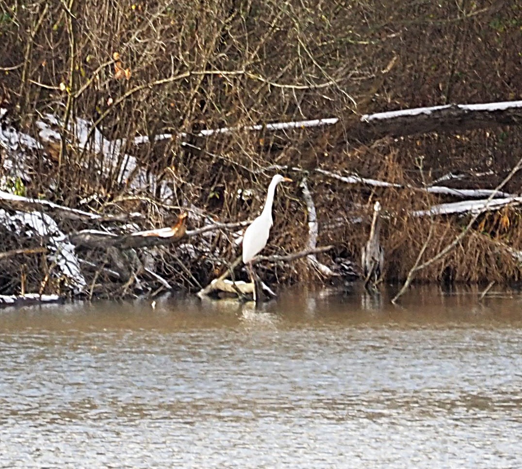 Great Egret - ML646000346
