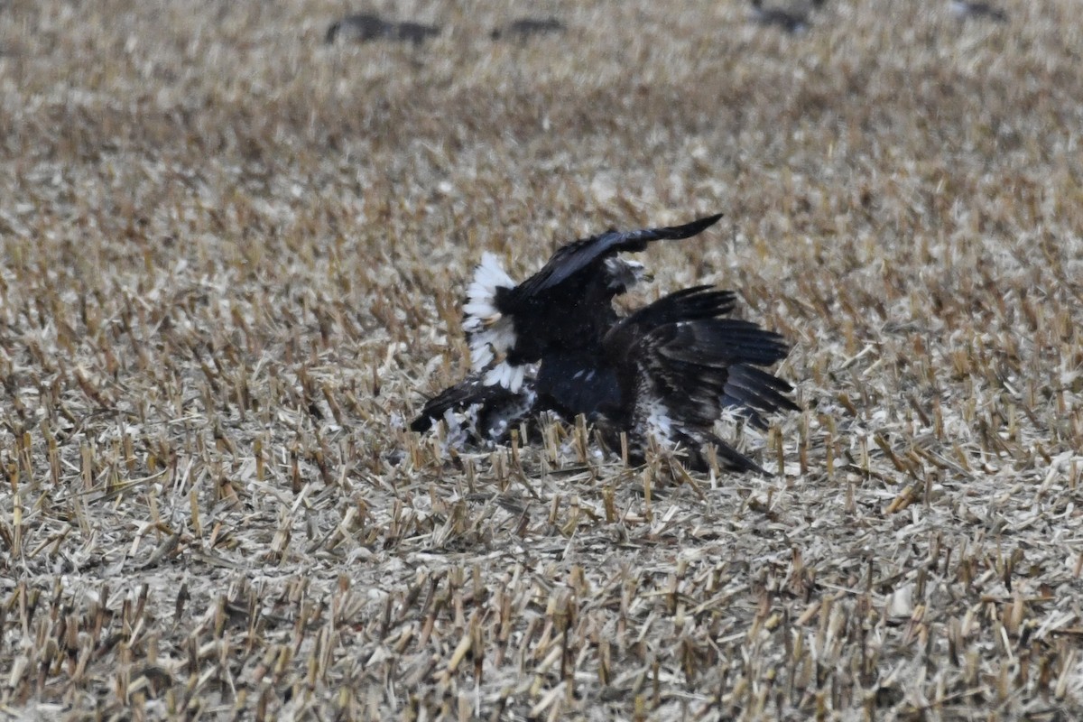 Bald Eagle - ML646000349