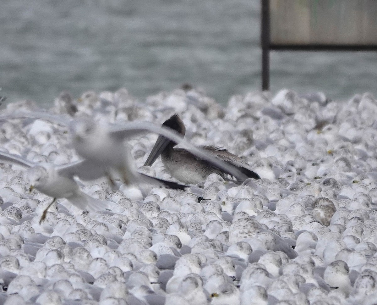 Brown Pelican - ML646000350