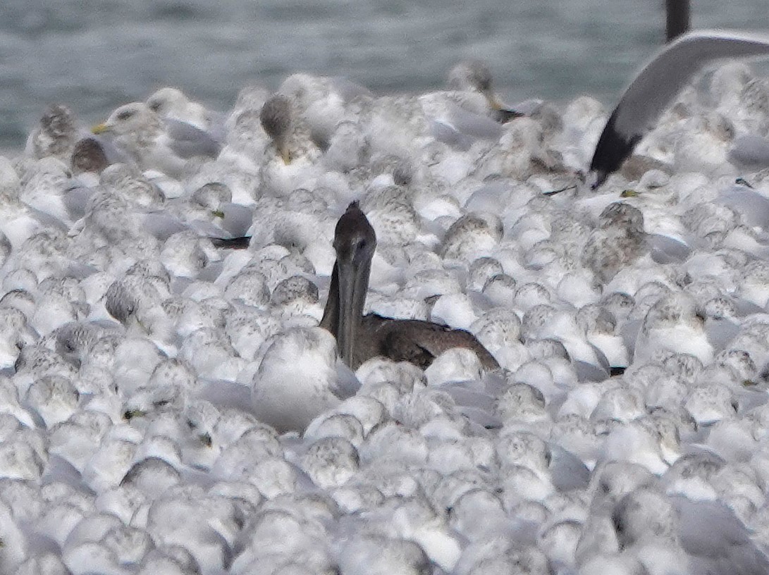 Brown Pelican - ML646000362