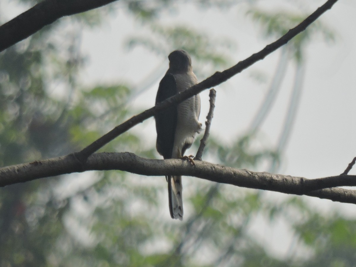 Shikra - ML646000373