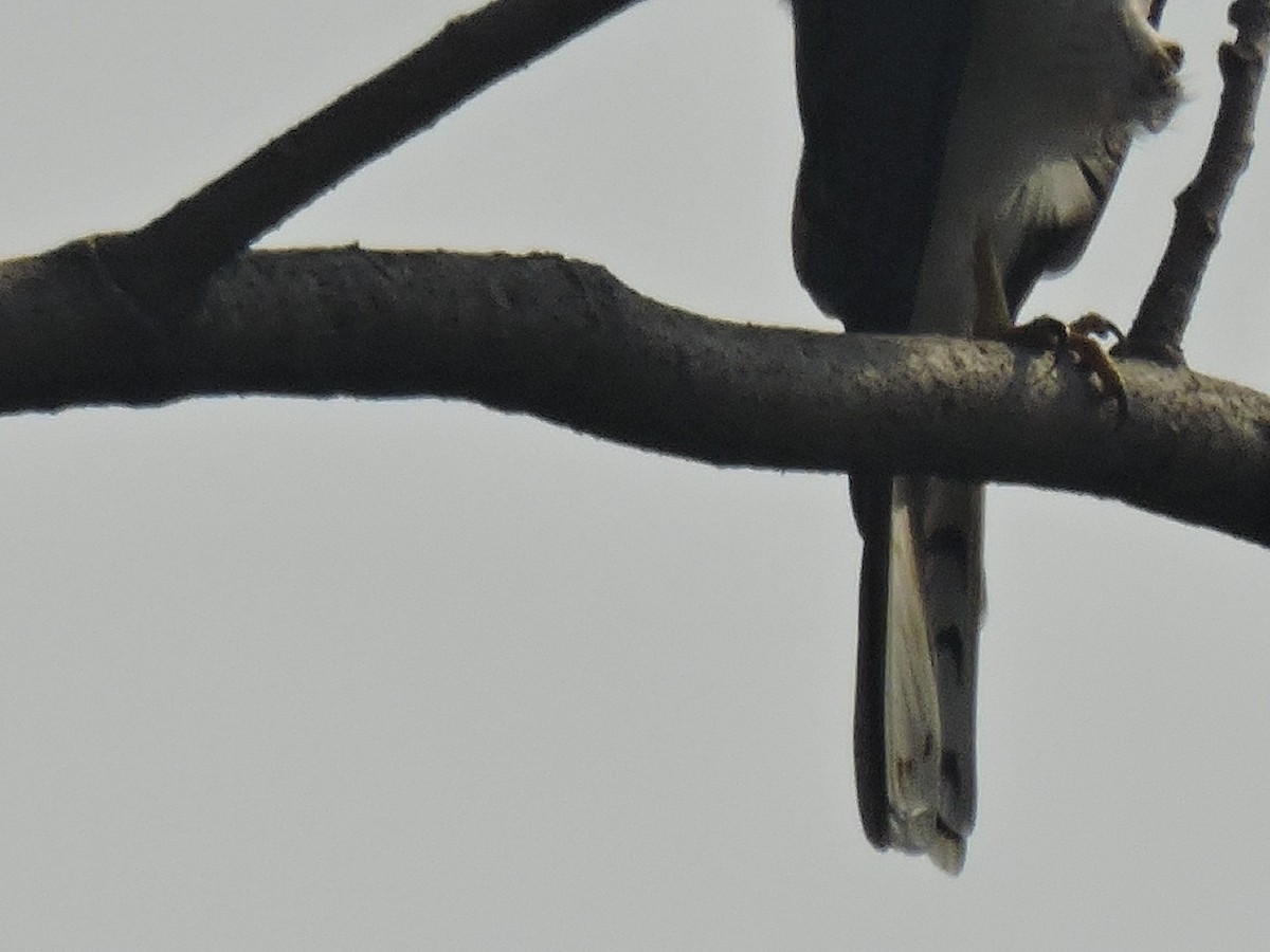 Shikra - ML646000375