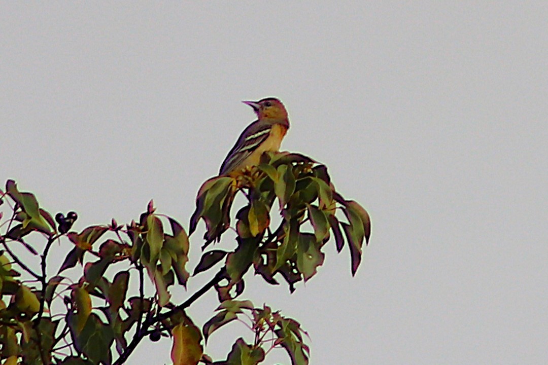 trupiál baltimorský - ML646000378