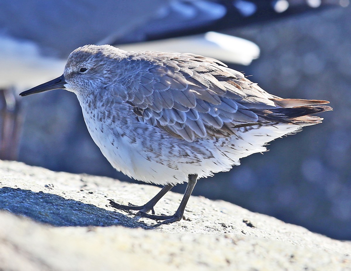 jespák rezavý - ML646000379