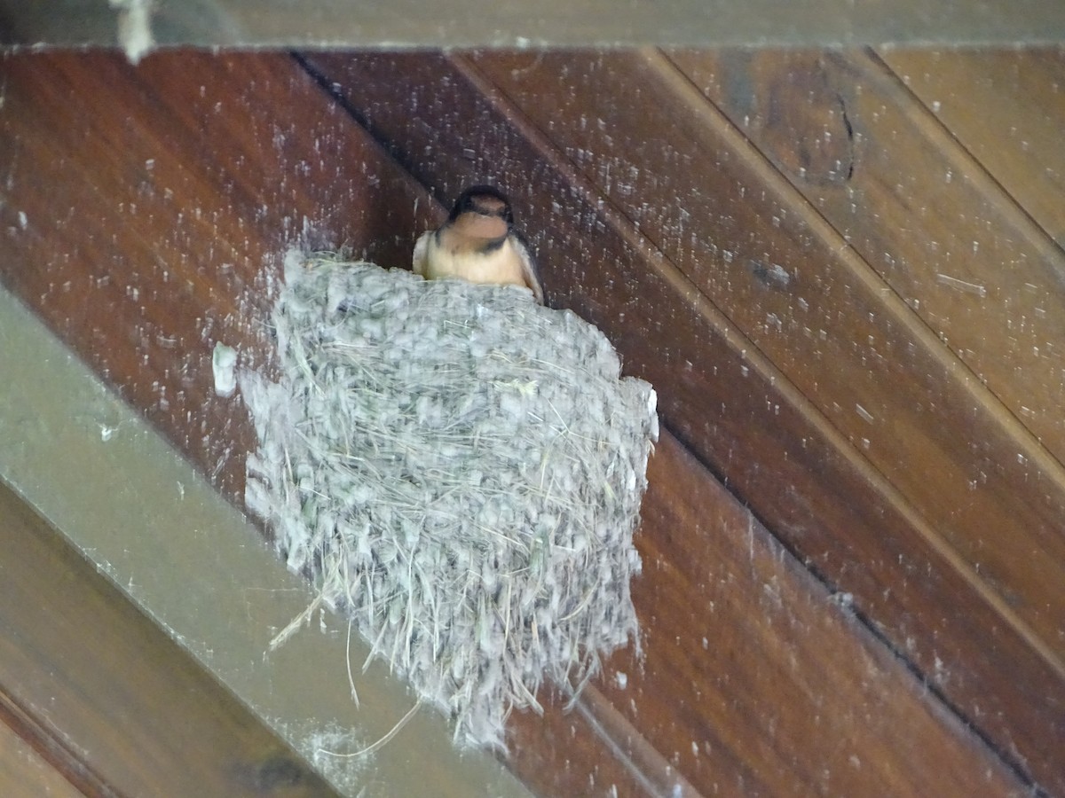 vlaštovka obecná - ML646000381