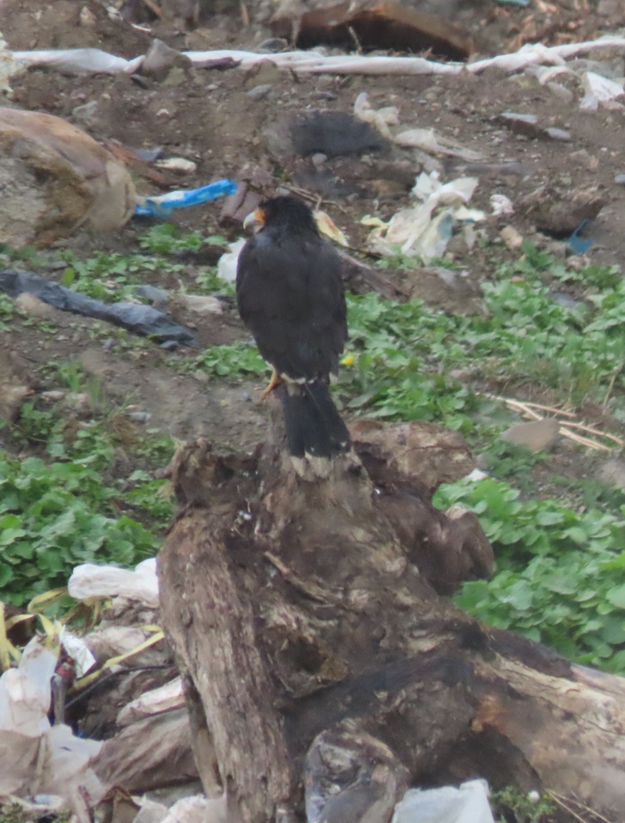 White-throated Caracara - ML646000385