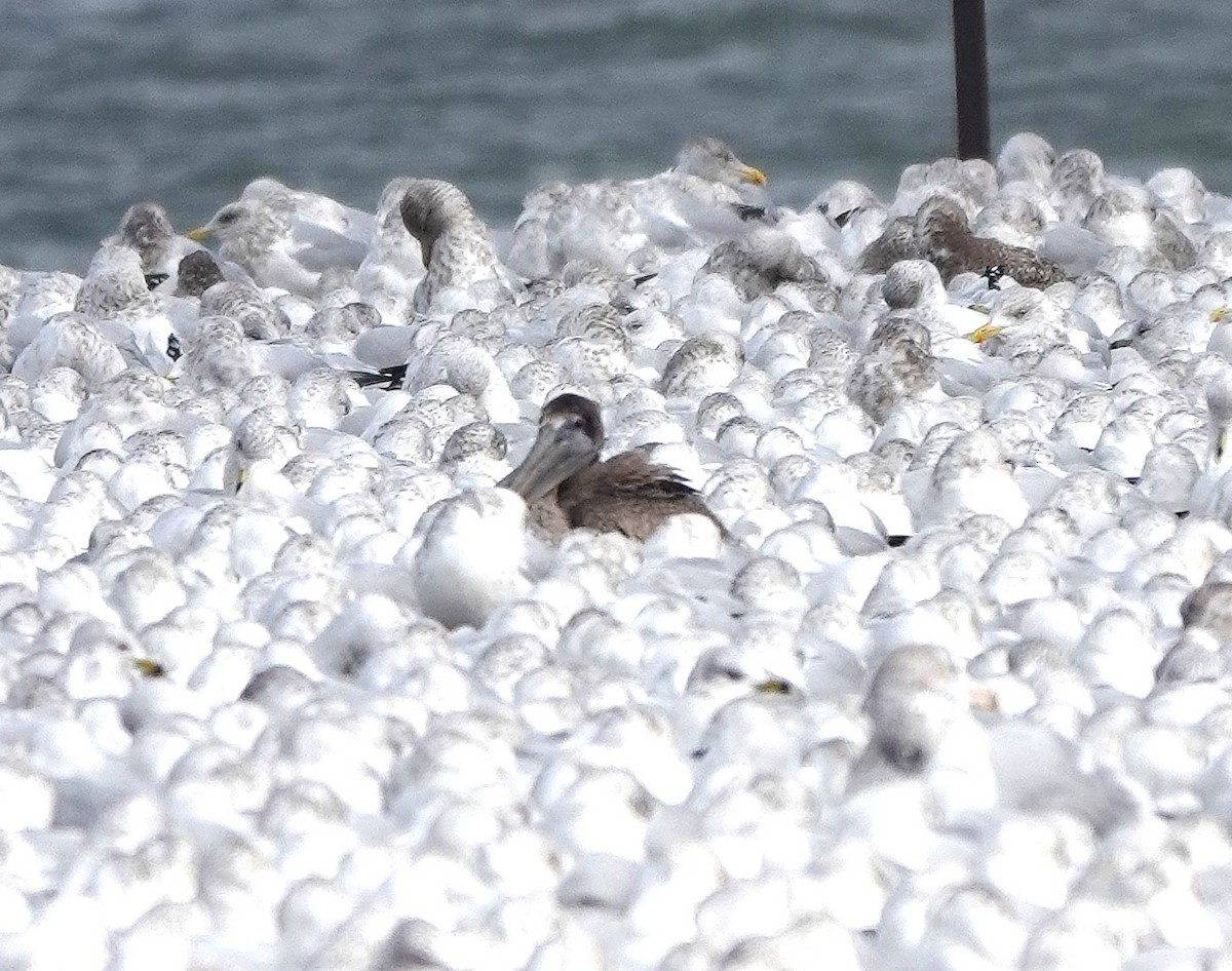 Brown Pelican - ML646000387