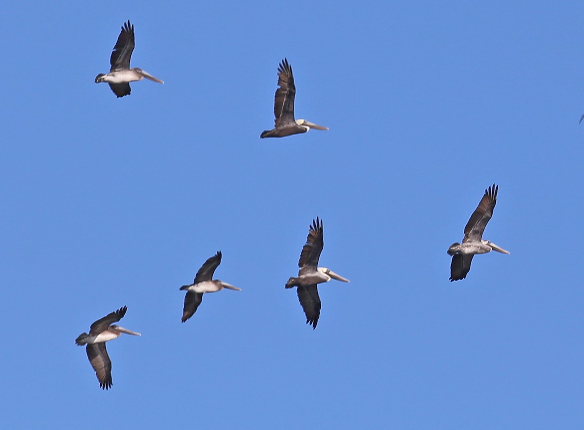 Brown Pelican - ML646000388