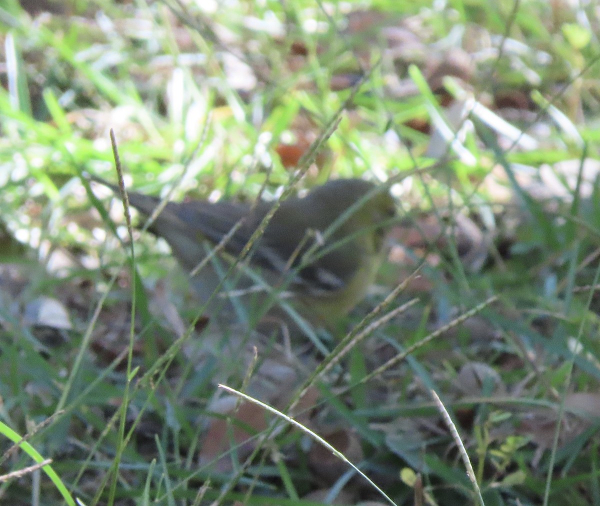 Kiefernwaldsänger - ML646000395