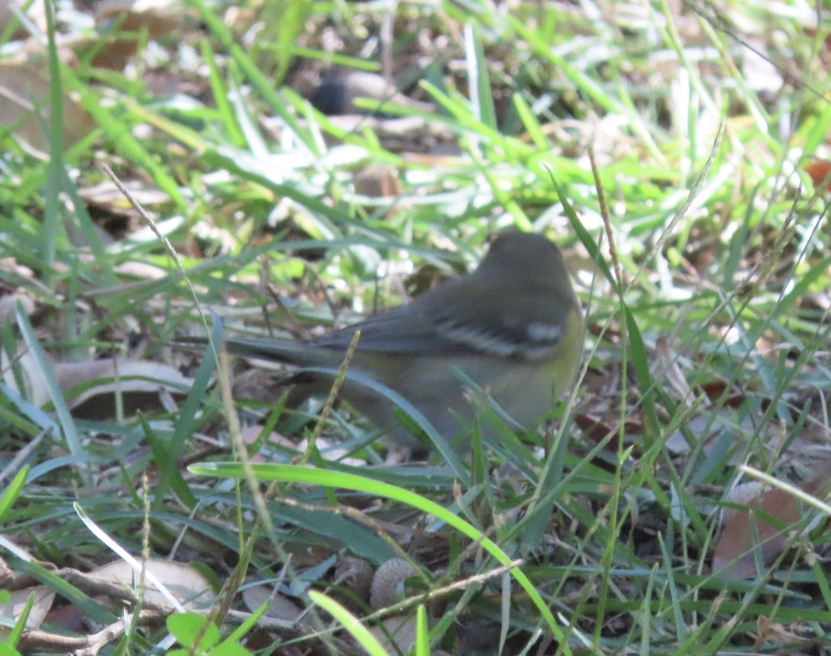 Kiefernwaldsänger - ML646000396