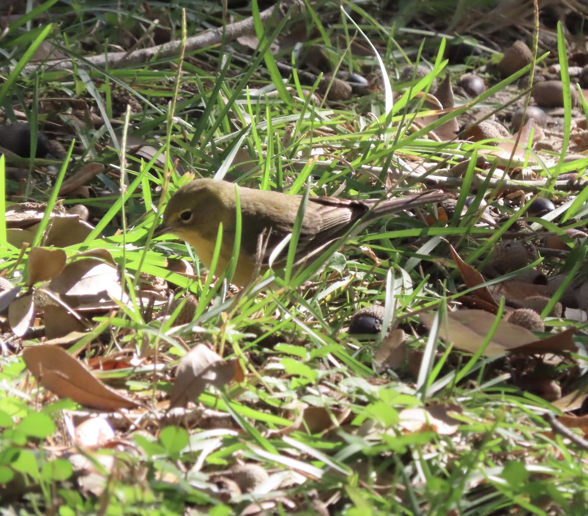 Kiefernwaldsänger - ML646000397