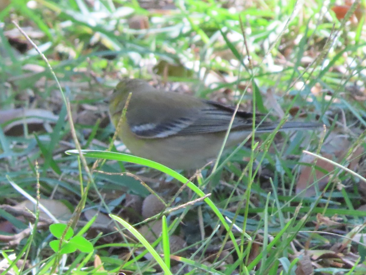 Kiefernwaldsänger - ML646000398