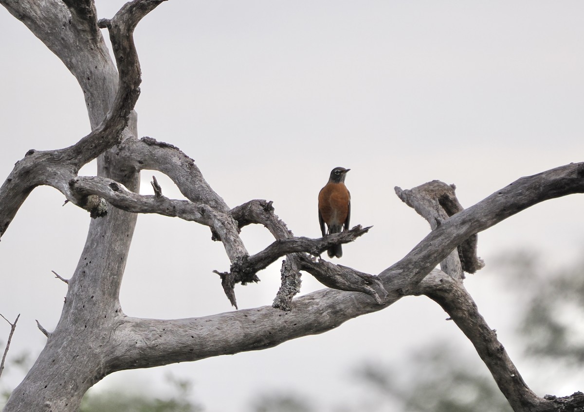 American Robin - ML646000399