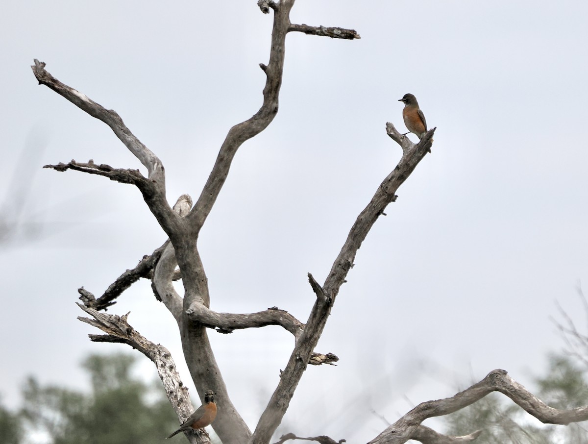 American Robin - ML646000400