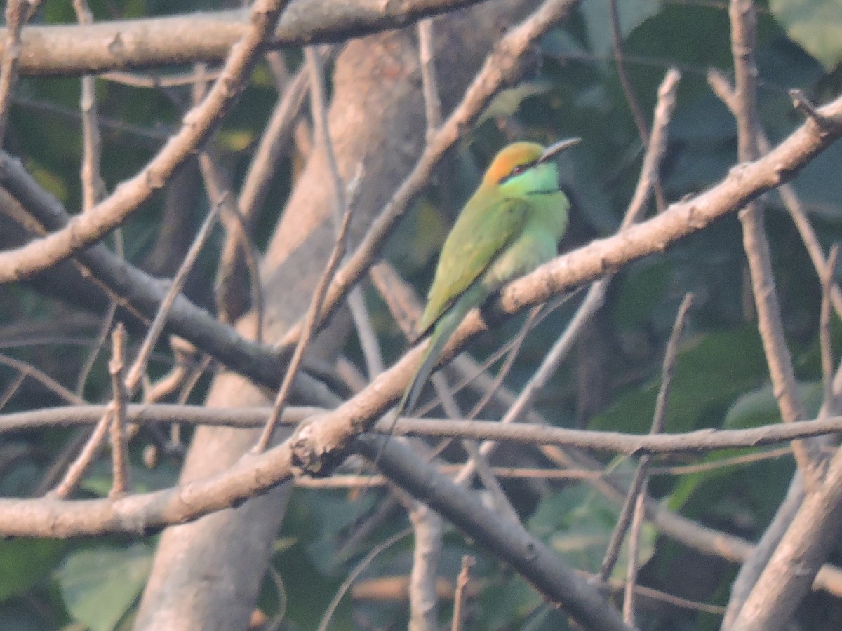 Asian Green Bee-eater - ML646000403