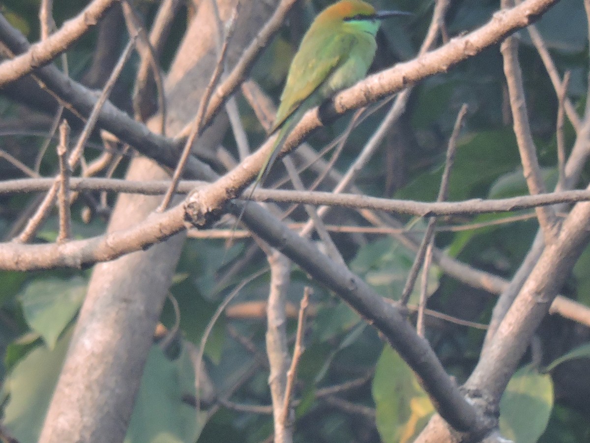Asian Green Bee-eater - ML646000404