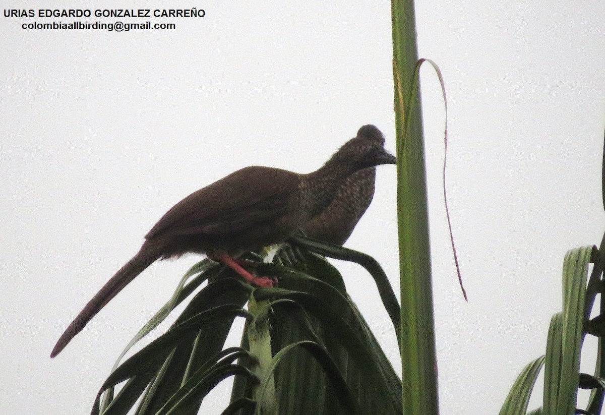 Benekli Çaçalaka - ML646000411