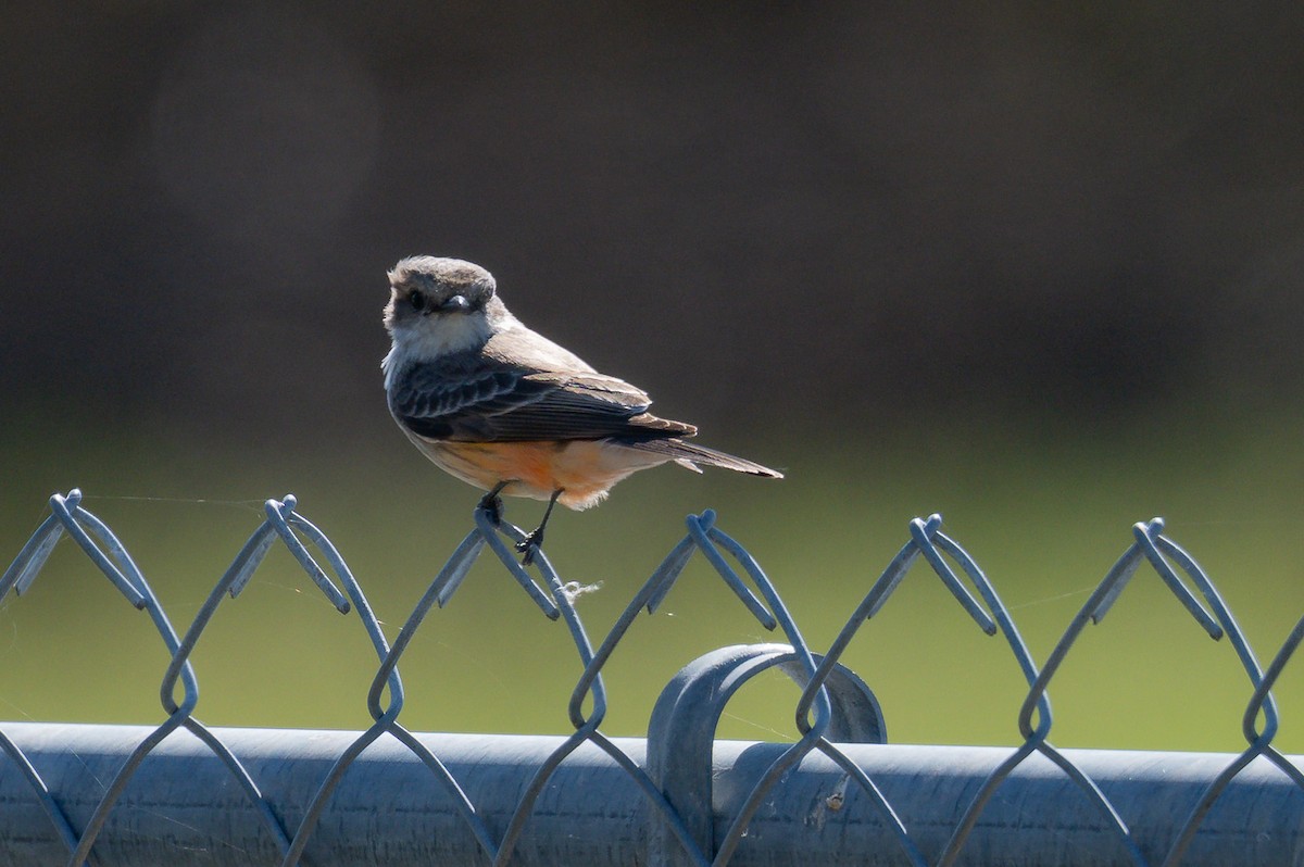 Vermilion Flycatcher - ML646000430