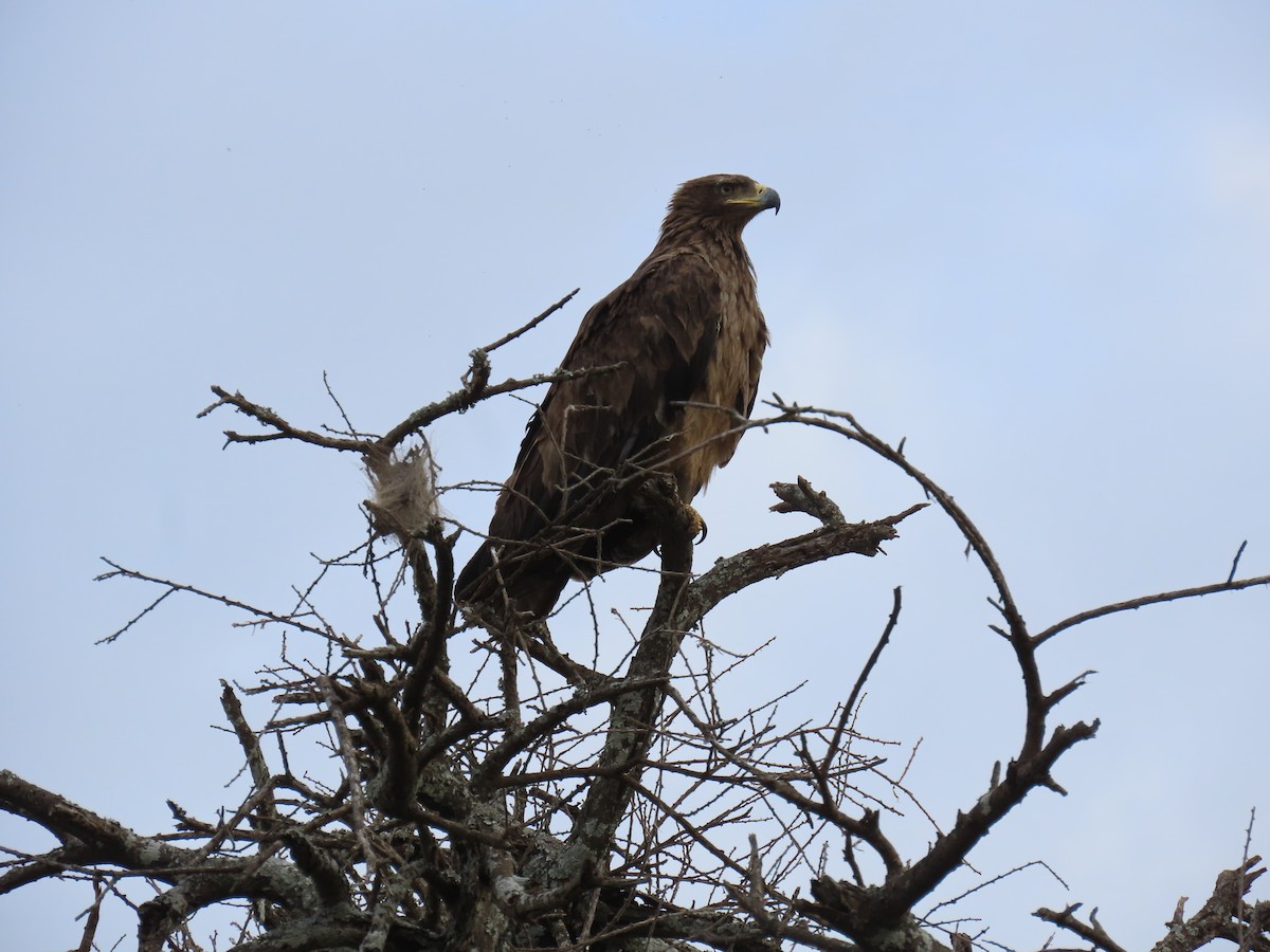 savanneørn - ML646000431