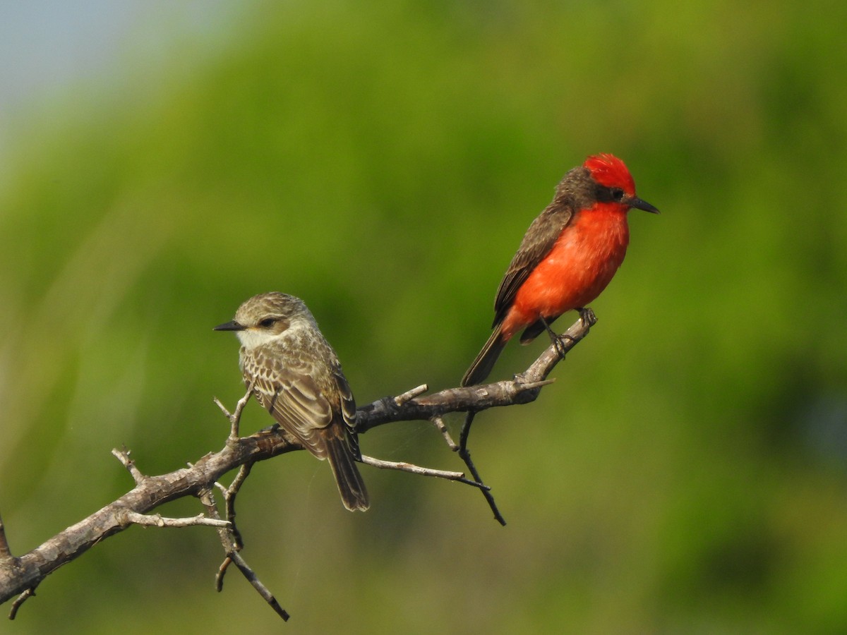 Vermilion Flycatcher - ML646000436