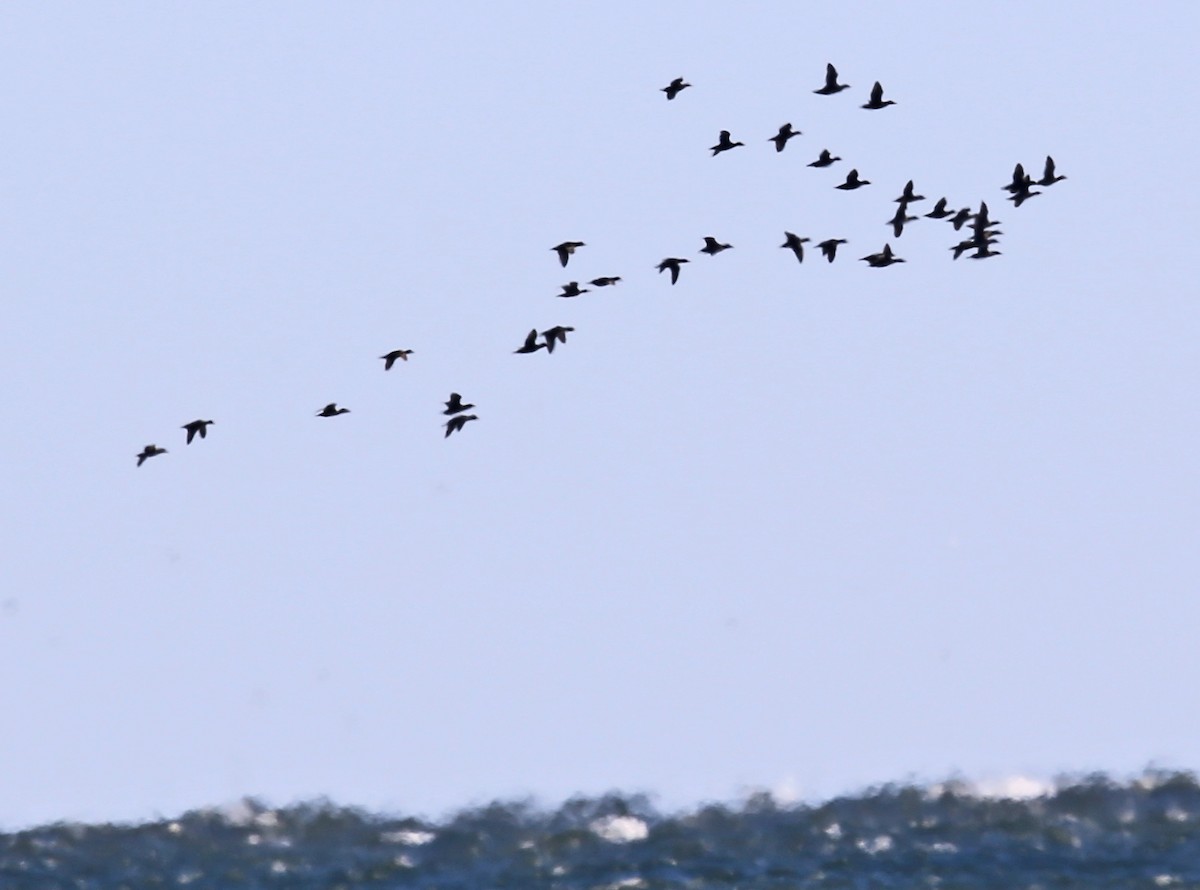 Ahatebeltz amerikarra - ML646000438