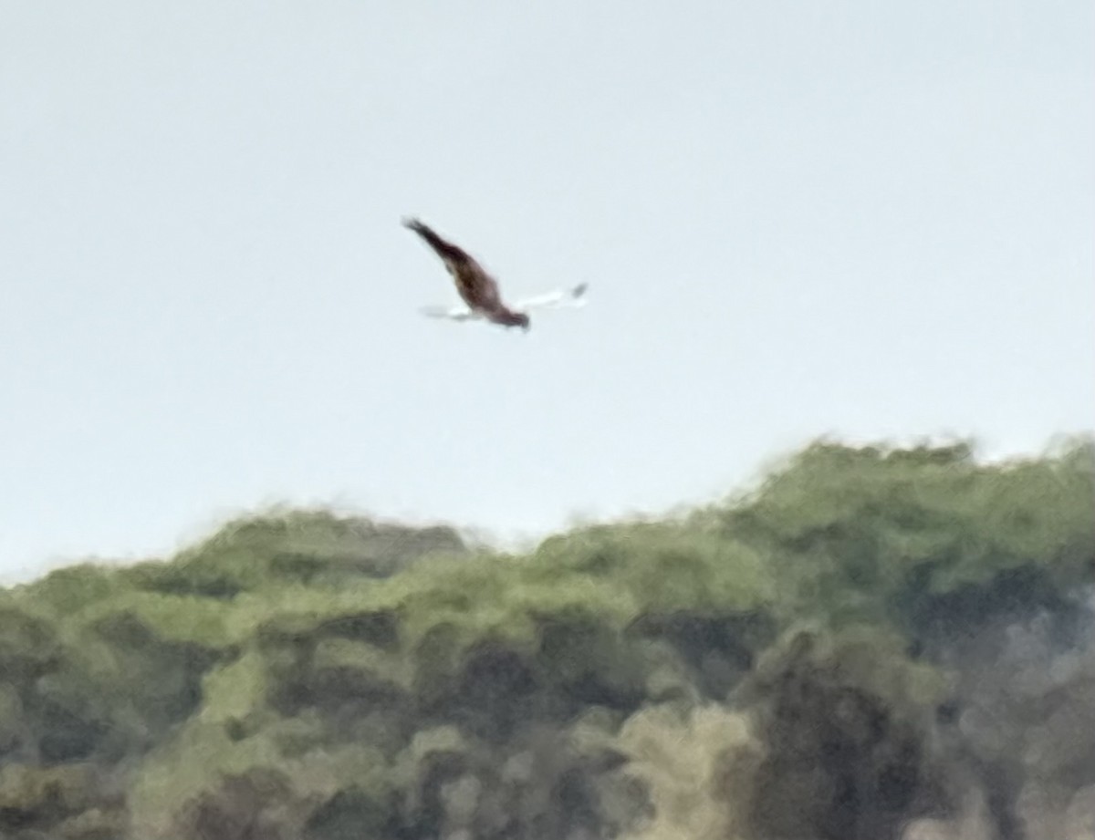 Mirotz urdina - ML646000439