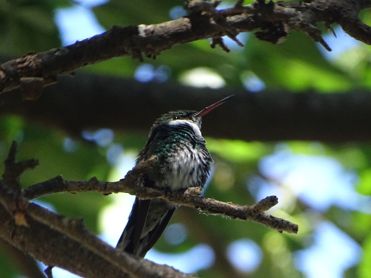 White-throated Hummingbird - ML646000441