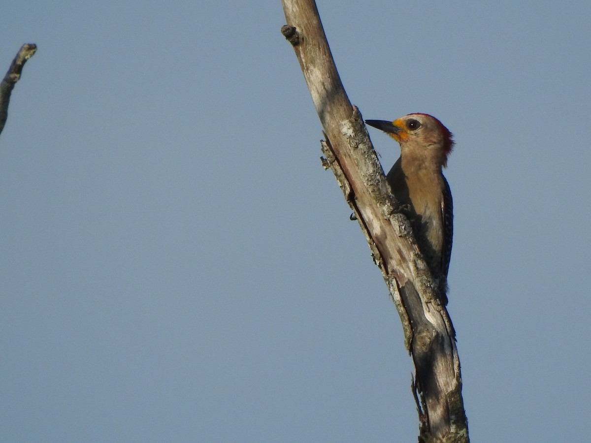 Yucatan Woodpecker - ML646000442