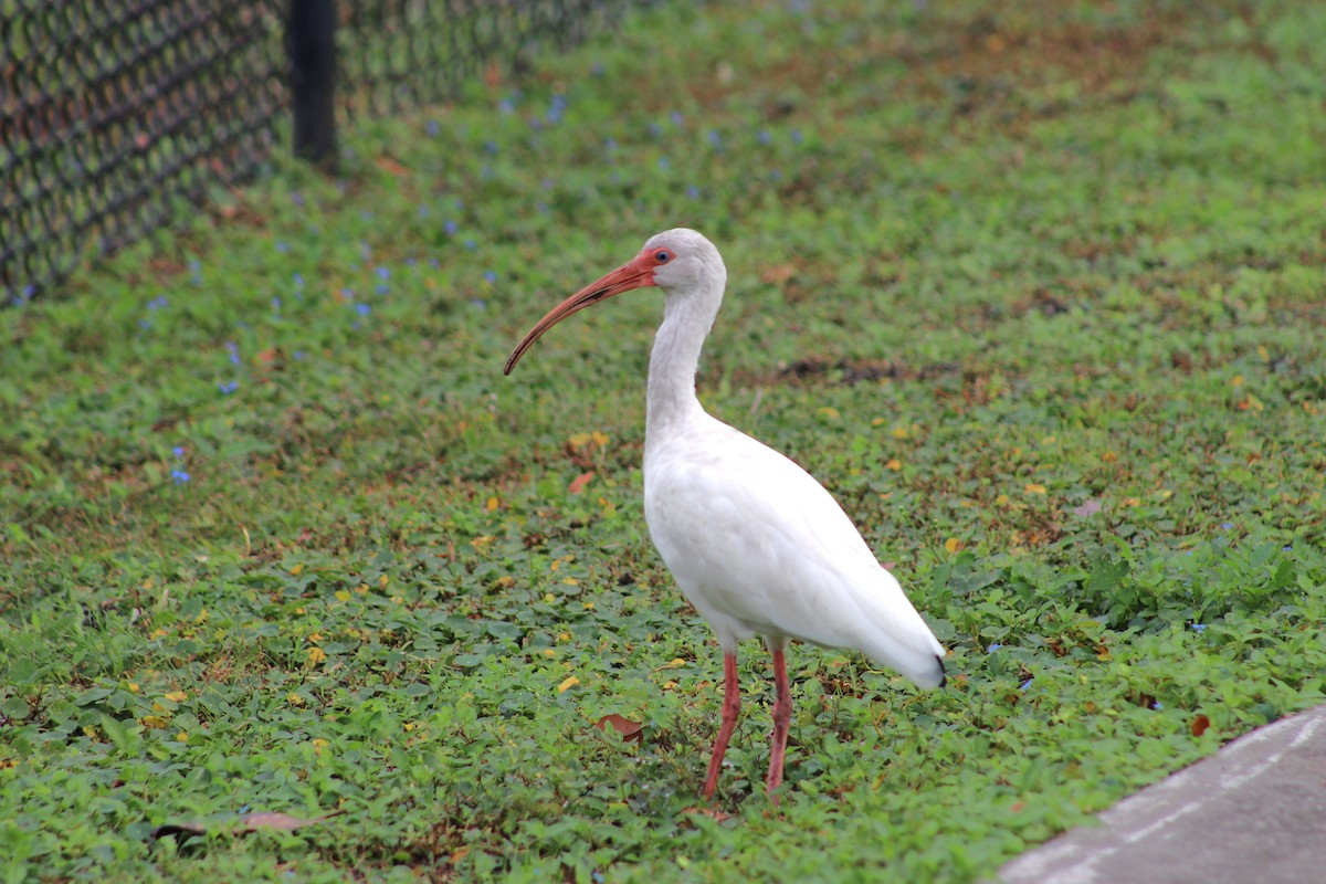 Ibis zuria - ML646000444