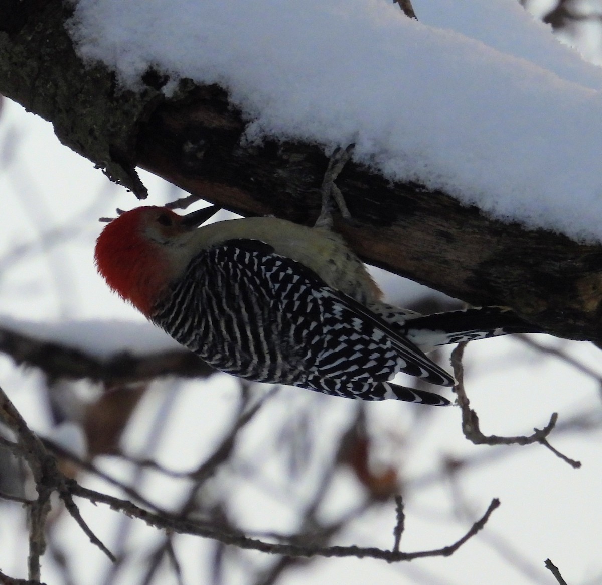 Red-bellied Woodpecker - ML646000445