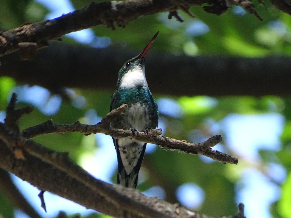 White-throated Hummingbird - ML646000449