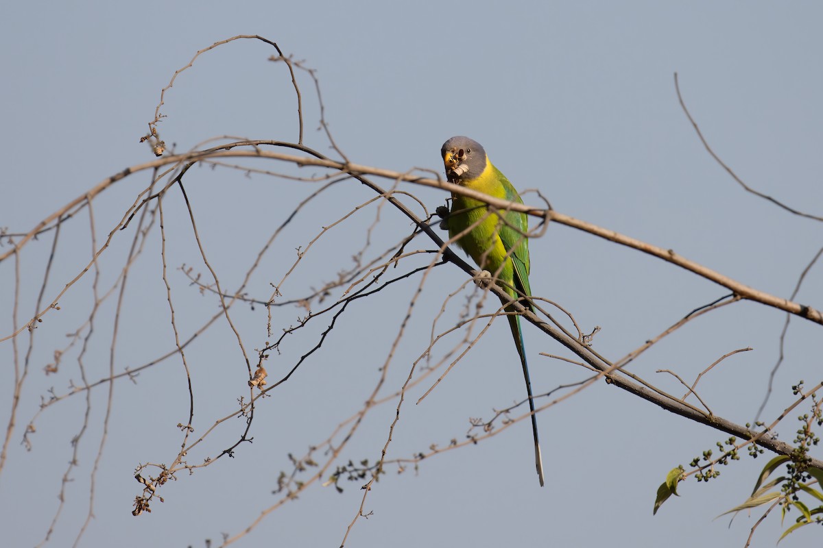 Plum-headed Parakeet - ML646000450