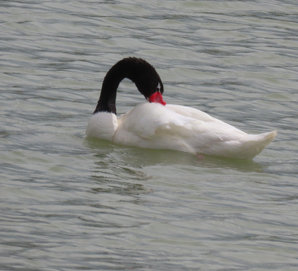 Beltxarga lepabeltza - ML646000451