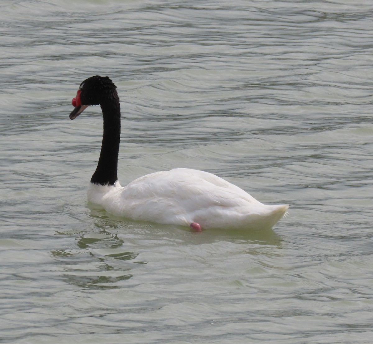 Beltxarga lepabeltza - ML646000452