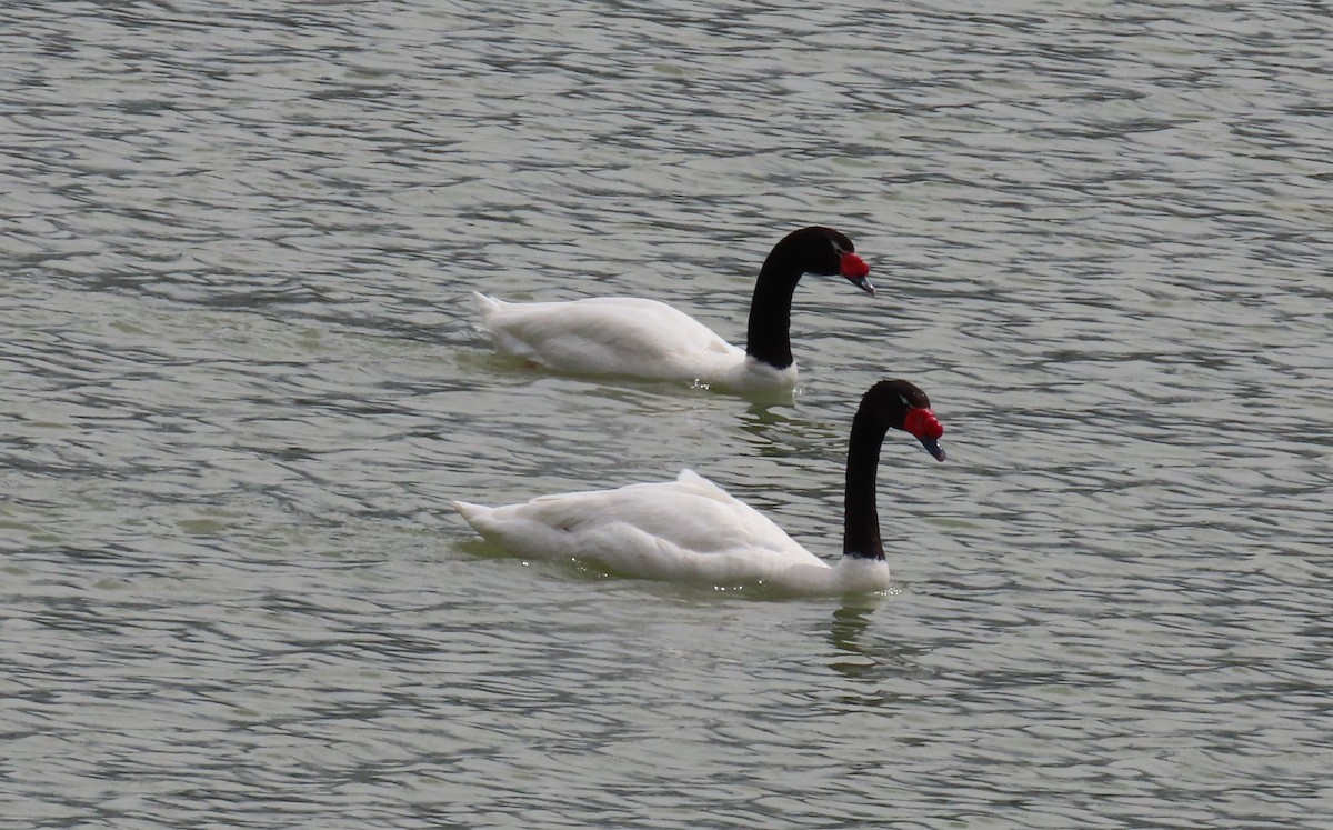 Beltxarga lepabeltza - ML646000453