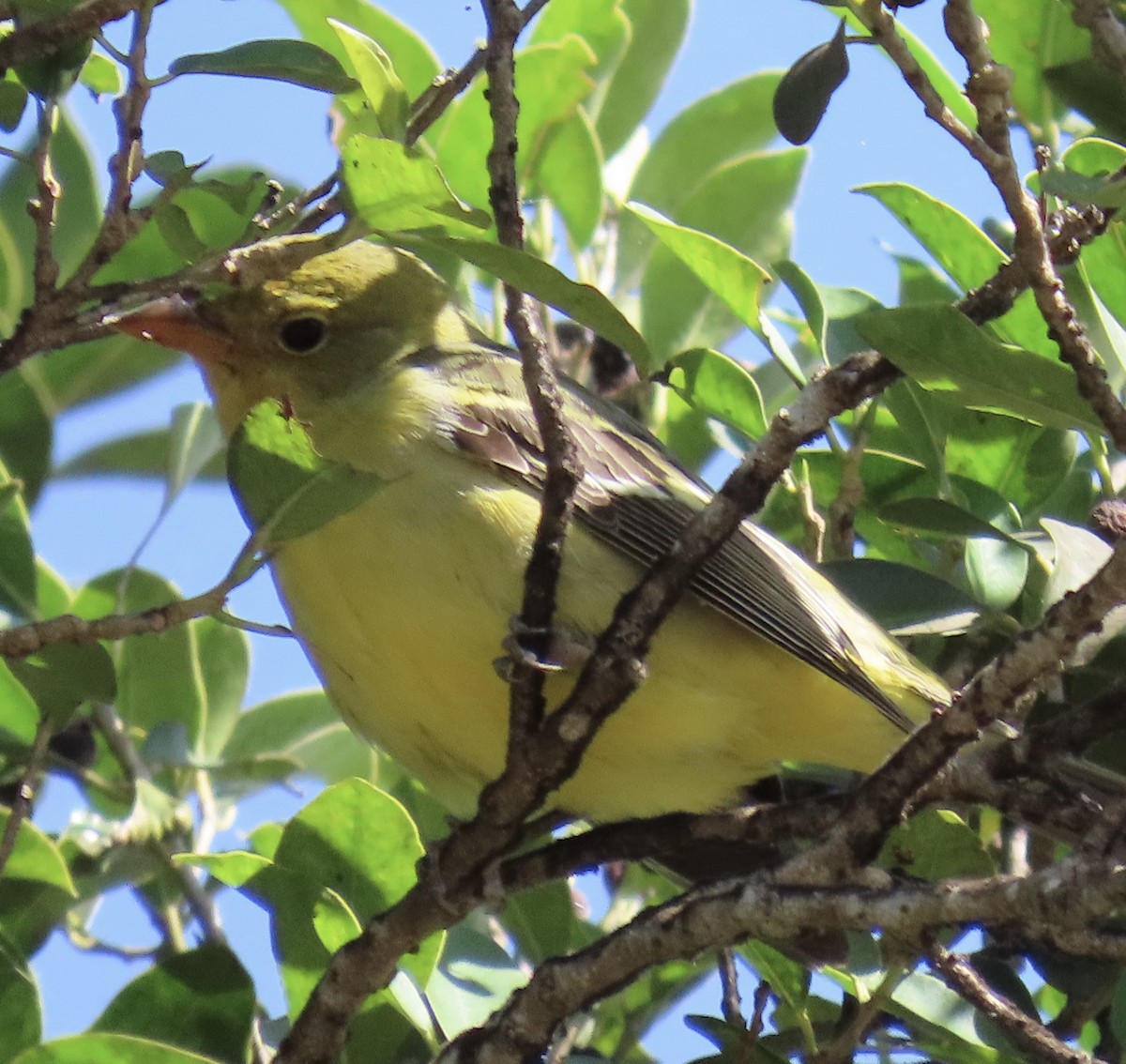 Western Tanager - ML646000455