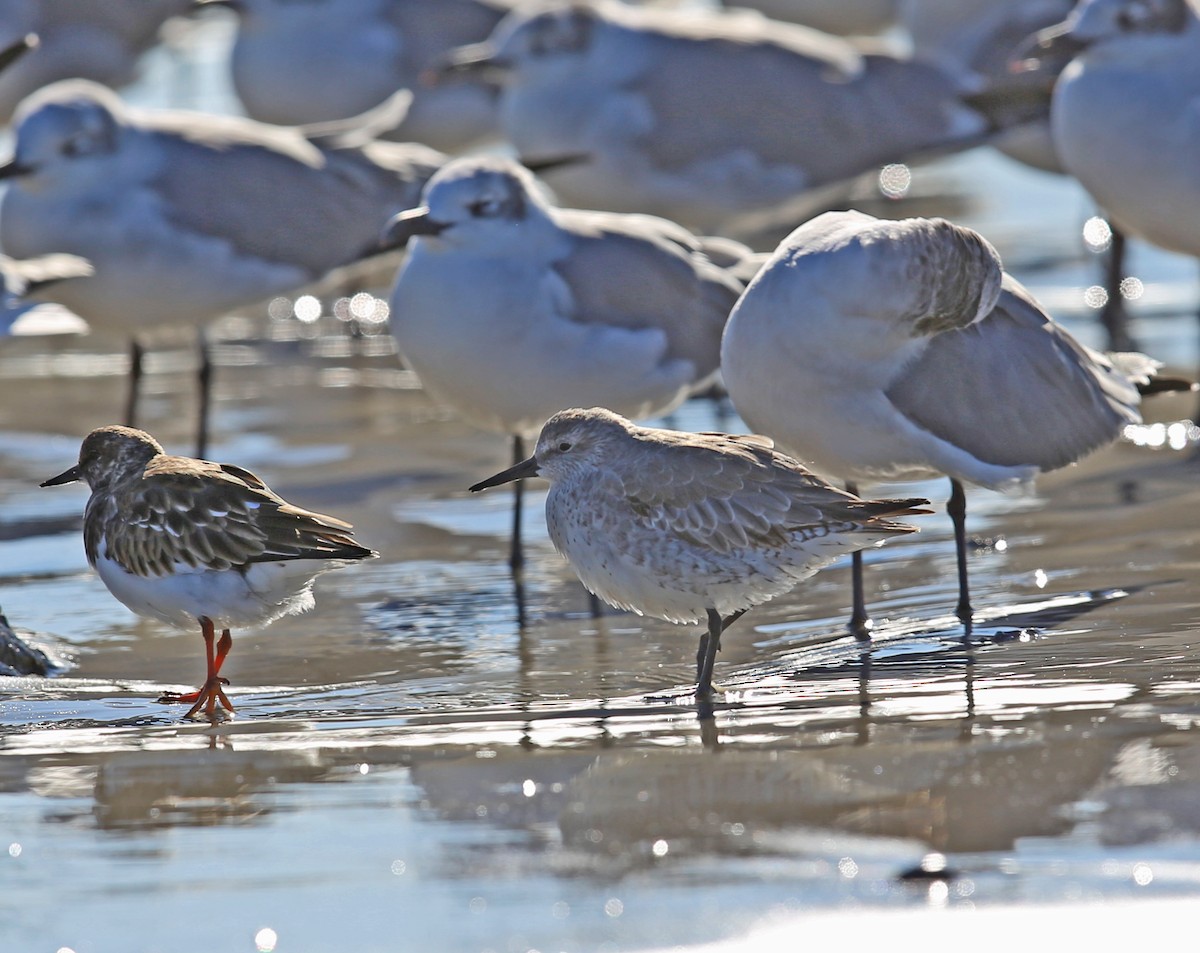 Txirri lodia - ML646000458