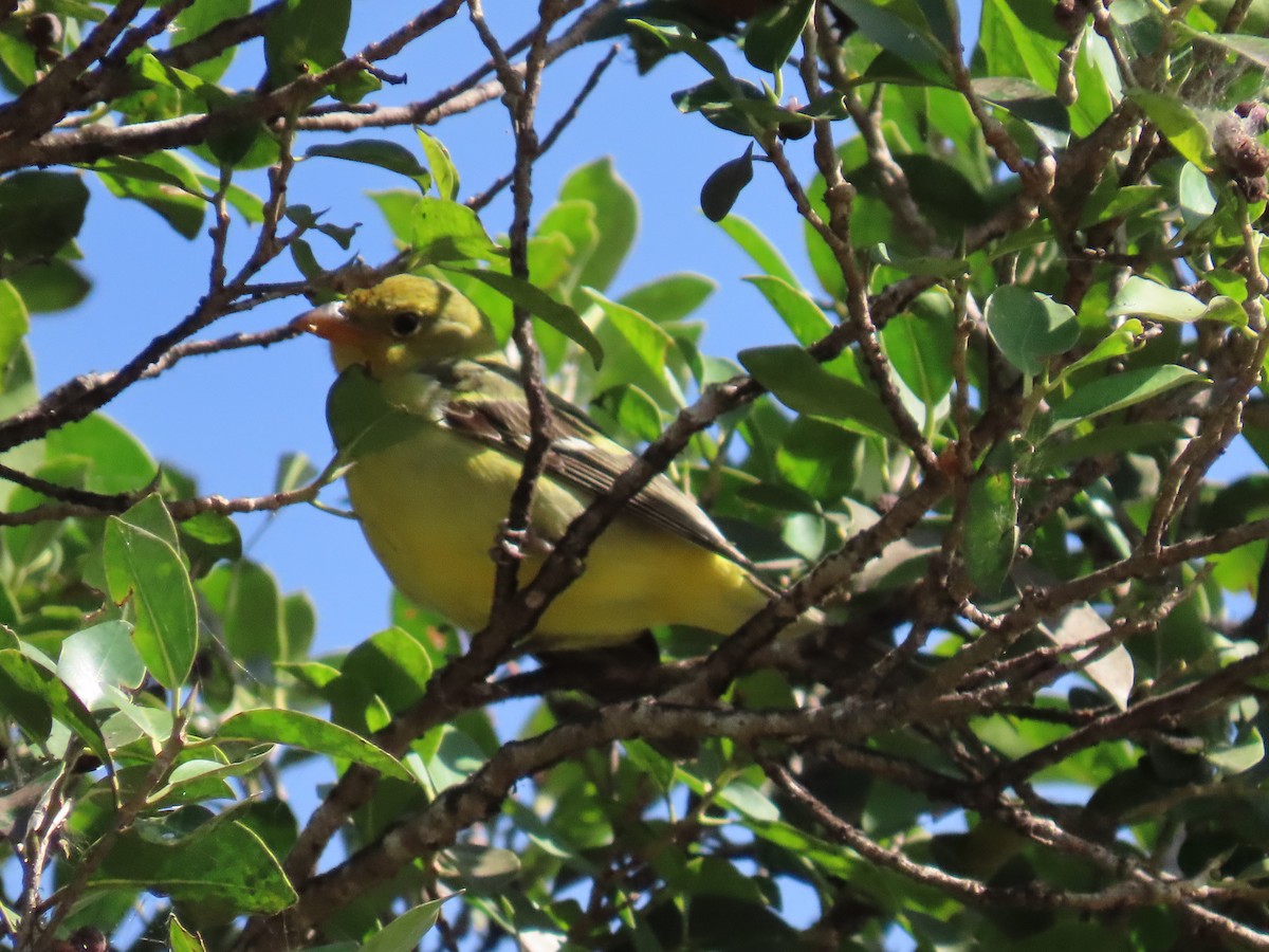Western Tanager - ML646000460
